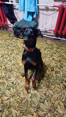 Щенок доберман девочка Донецк