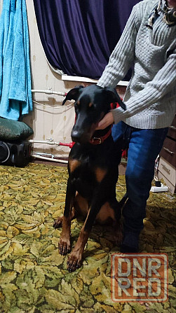 Щенок доберман девочка Донецк - изображение 2