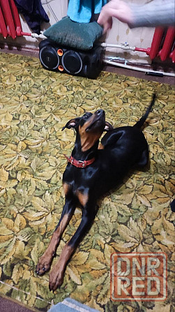 Щенок доберман девочка Донецк - изображение 3