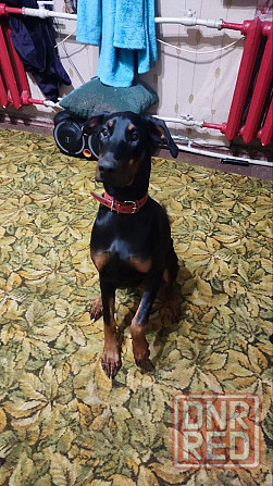 Щенок доберман девочка Донецк - изображение 1