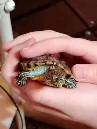 Красноухая черепаха Макеевка