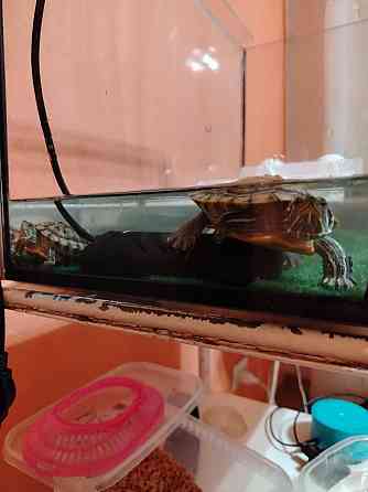 Красноухая черепаха Макеевка