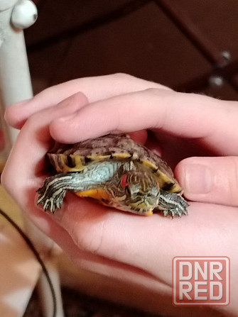 Красноухая черепаха Макеевка - изображение 2