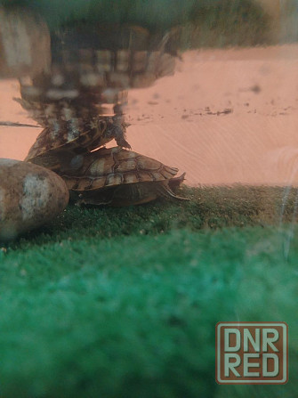 Красноухая черепаха Макеевка - изображение 4