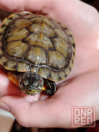 Красноухая черепаха Макеевка - изображение 1