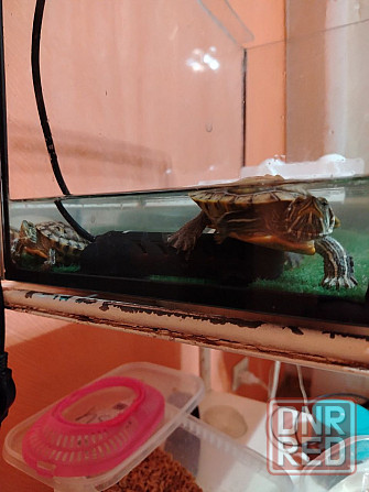 Красноухая черепаха Макеевка - изображение 3