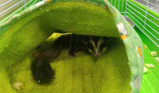 Сахарный поссум белка летяга Донецк