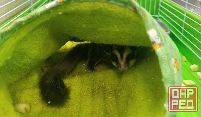 Сахарный поссум белка летяга Донецк - изображение 1