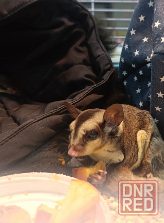 Сахарный поссум белка летяга Донецк - изображение 1