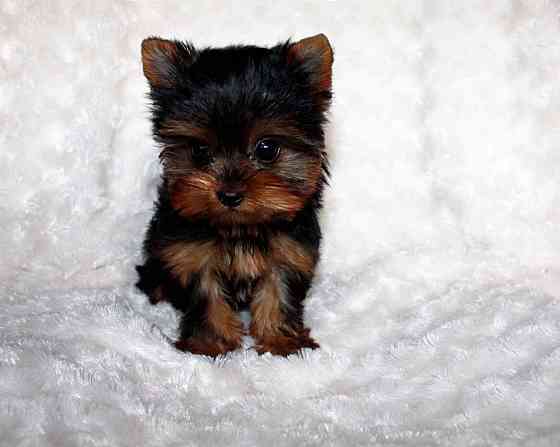 Йоркширский терьер Донецк