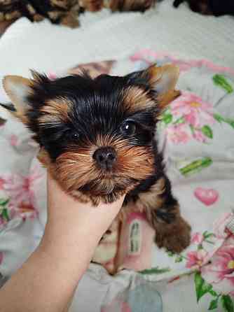 Йоркширский терьер Донецк