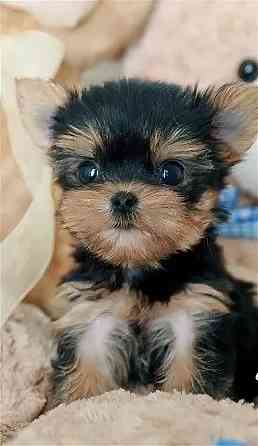 Йоркширский терьер Донецк