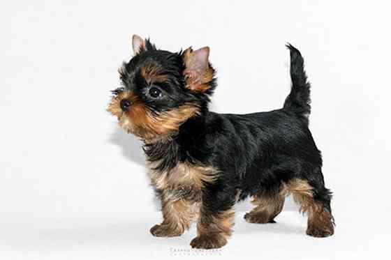 Йоркширский терьер Донецк