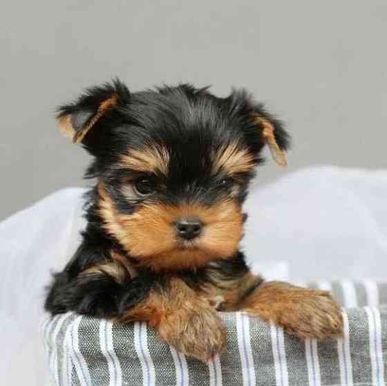 Йоркширский терьер Донецк