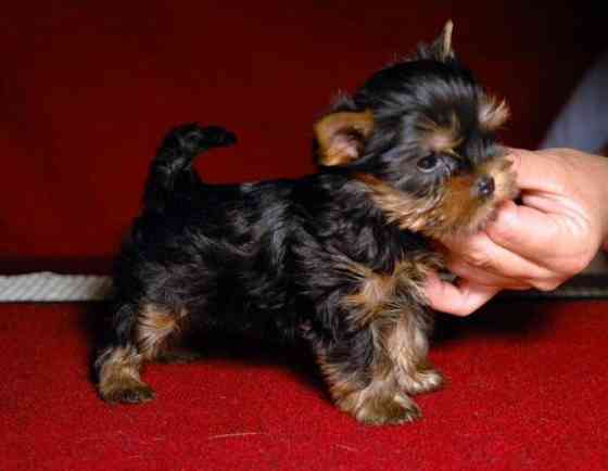 Йоркширский терьер Донецк