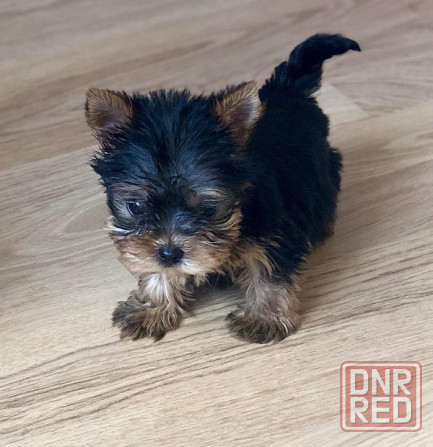 Йоркширский терьер Донецк - изображение 2