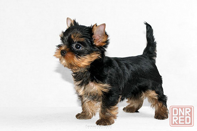 Йоркширский терьер Донецк - изображение 5