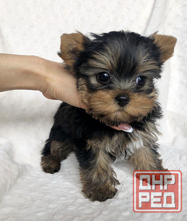 Йоркширский терьер мини Донецк - изображение 1