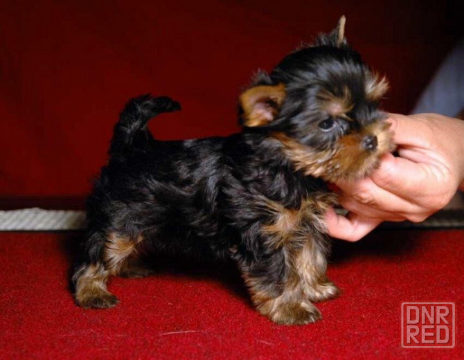 Йоркширский терьер Донецк - изображение 3