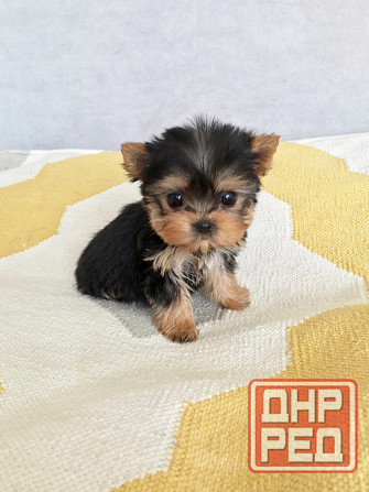 Йоркширский терьер Донецк - изображение 6