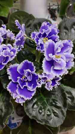 Фиалки цветущие. Донецк