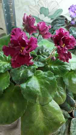 Фиалки цветущие. Донецк