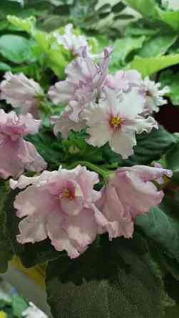 Фиалки цветущие. Донецк