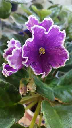 Фиалки цветущие. Донецк