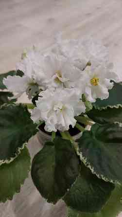 Фиалки цветущие. Донецк