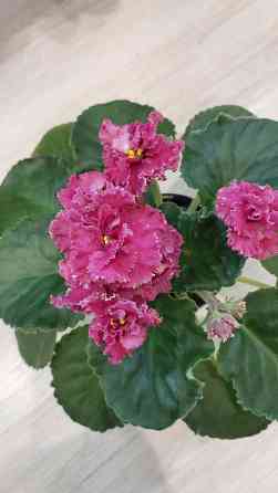 Фиалки цветущие. Донецк