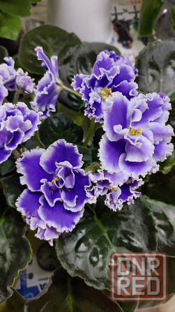 Фиалки цветущие. Донецк - изображение 2