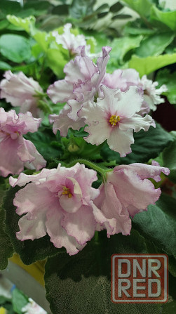 Фиалки цветущие. Донецк - изображение 6