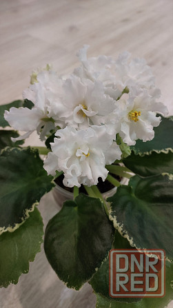 Фиалки цветущие. Донецк - изображение 1