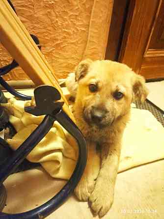 Милейший щенок девочка Донецк