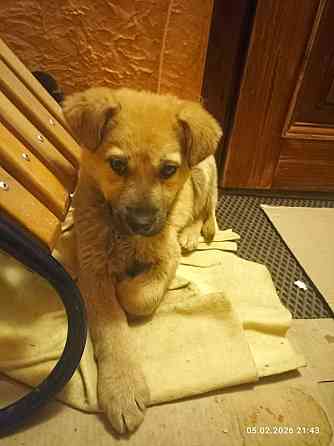 Милейший щенок девочка Донецк