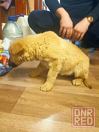 Милейший щенок девочка Донецк - изображение 4