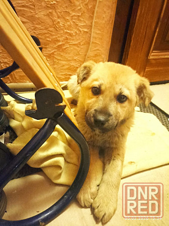 Милейший щенок девочка Донецк - изображение 1