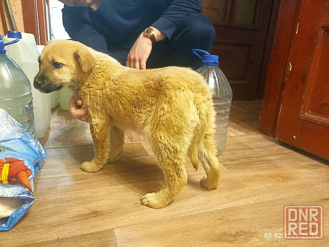 Милейший щенок девочка Донецк - изображение 6