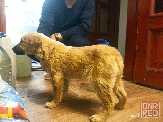 Милейший щенок девочка Донецк - изображение 5