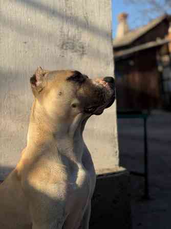 Щенок стафф Донецк