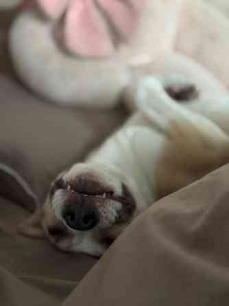 Щенок стафф Донецк