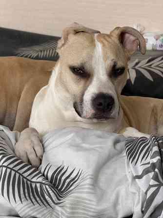 Щенок стафф Донецк