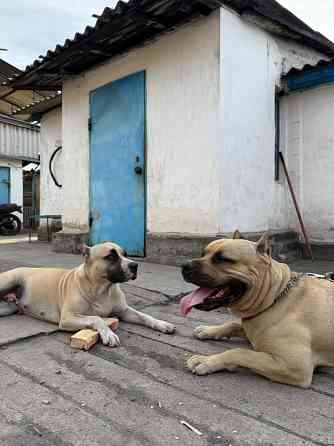 Щенок стафф Донецк