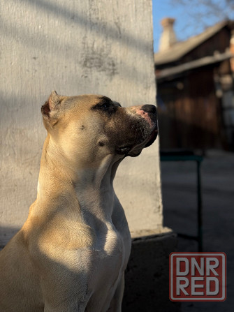 Щенок стафф Донецк - изображение 5