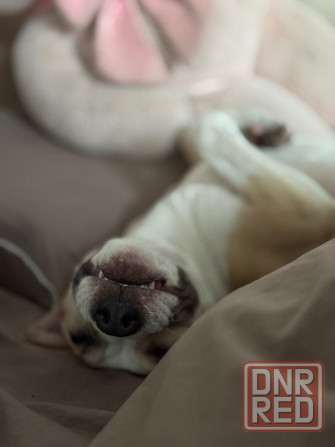 Щенок стафф Донецк - изображение 3