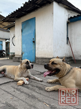 Щенок стафф Донецк - изображение 4