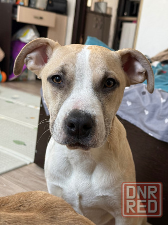 Щенок стафф Донецк - изображение 2