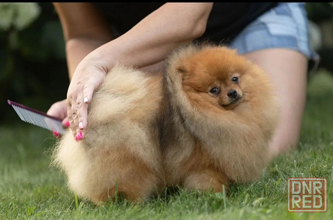 Вязка Донецк - изображение 2