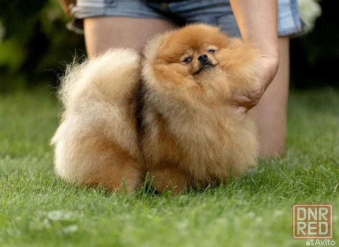 Вязка Донецк - изображение 1