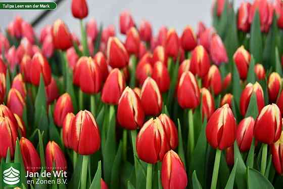 Тюльпаны к 8 марта оптом Мариуполь